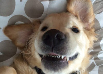 V kurzu jsou psí rovnátka! Pro dokonalý úsměv mazlíka… To už je vážně moc!