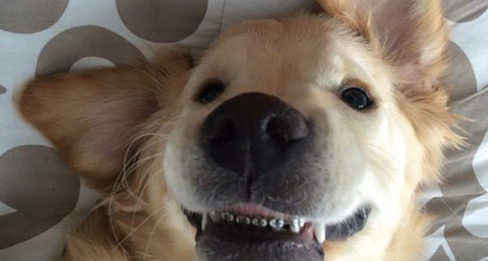 V kurzu jsou psí rovnátka! Pro dokonalý úsměv mazlíka… To už je vážně moc!