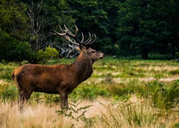 Národní výstava myslivosti 2019 v Brně
