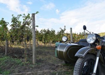 Když do Moldavska, tak v době vinobraní!