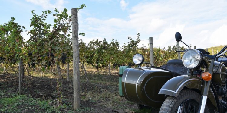 Když do Moldavska, tak v době vinobraní!